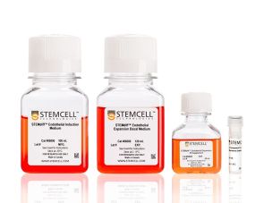 STEMdiff™内皮分化试剂盒