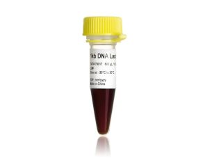 DNA梯