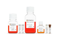 STEMdiff™ Branching Lung Organoid Kit