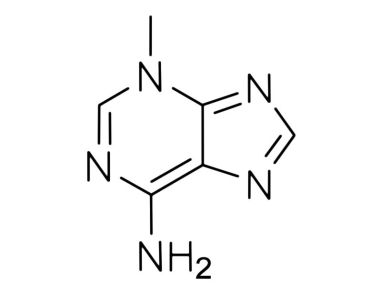 翻译:3-Methyladenine