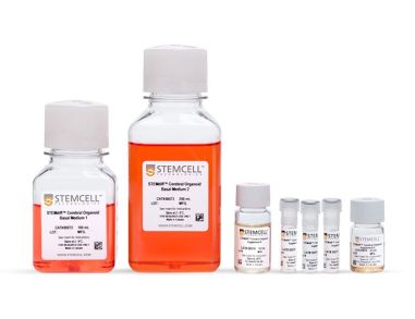 STEMdiff™ 脑类器官试剂盒