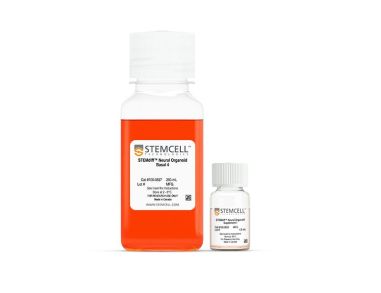 STEMdiff™脉络膜丛类器官成熟试剂盒