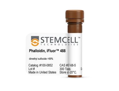 Phalloidin iFluor™偶联物