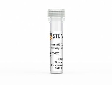 抗人e -钙粘蛋白（CD324）抗体，克隆7G5D4