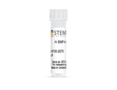 人重组BMP-4， ACF